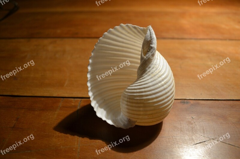 Shell Purity Object Movement Free Photos