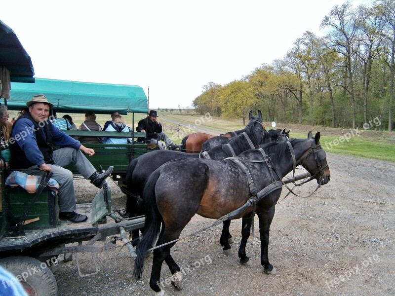 Hungary Puszta Horse Carriage Horses Cart