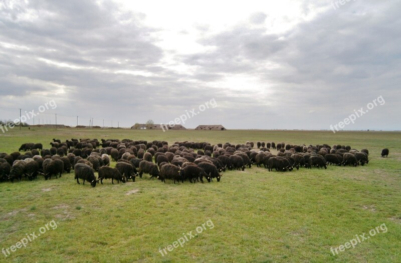 Hungary Puszta Sheep Herd Graze