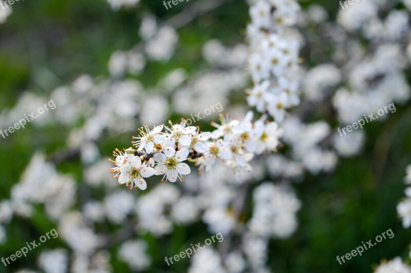 Spring Sloe Flower Branch Hungary