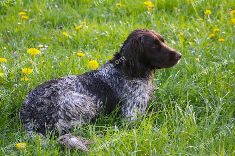 Meadow Dog Take Place Dog Training Free Photos