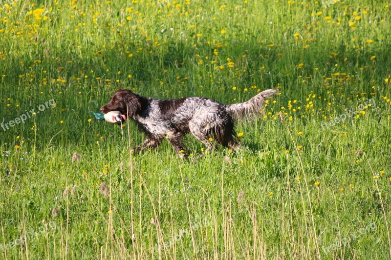 Meadow Dog Retrieve Plastic Duck Dog Training