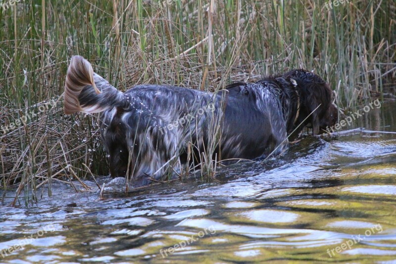 Lake Water Dog Search Dog Training