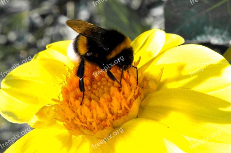 Bumblebee Nature Living Nature Flower Flowers