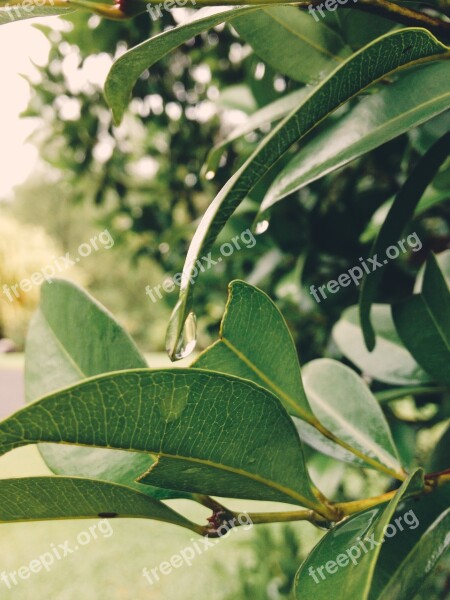 Botany Leaves Plant Nature Green