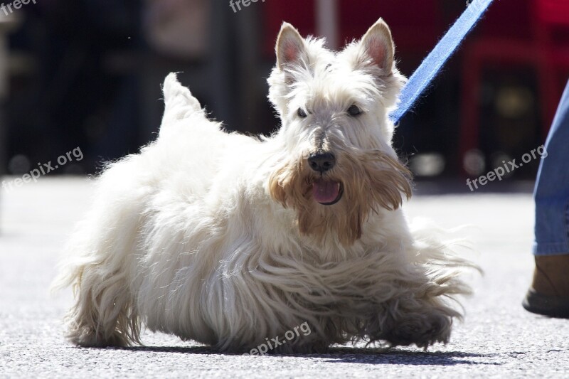 Scottish Terrier Dog White Breed