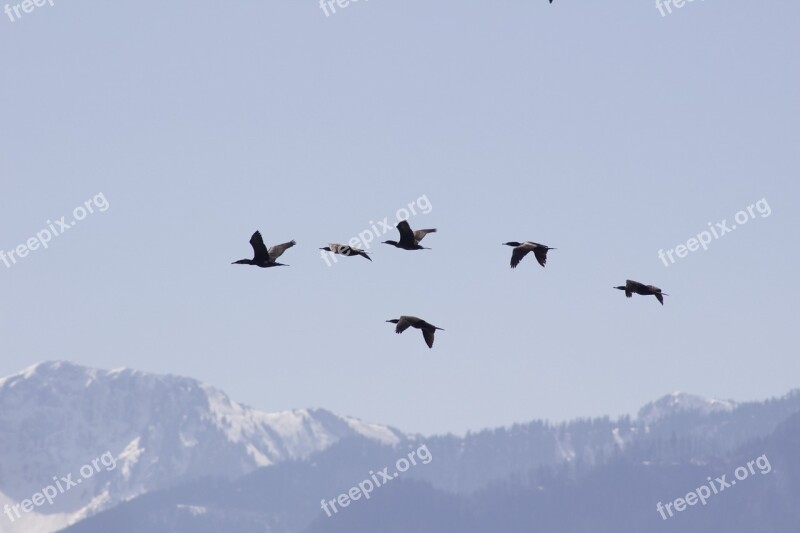 Birds Migration Fly Sky Mountains