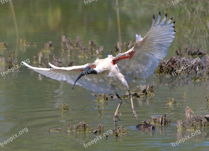 Australian White Ibis Bird Flying Wildlife Nature