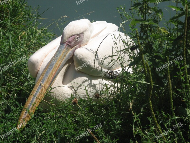 White Pelican Crouching Bird Wildlife Beak