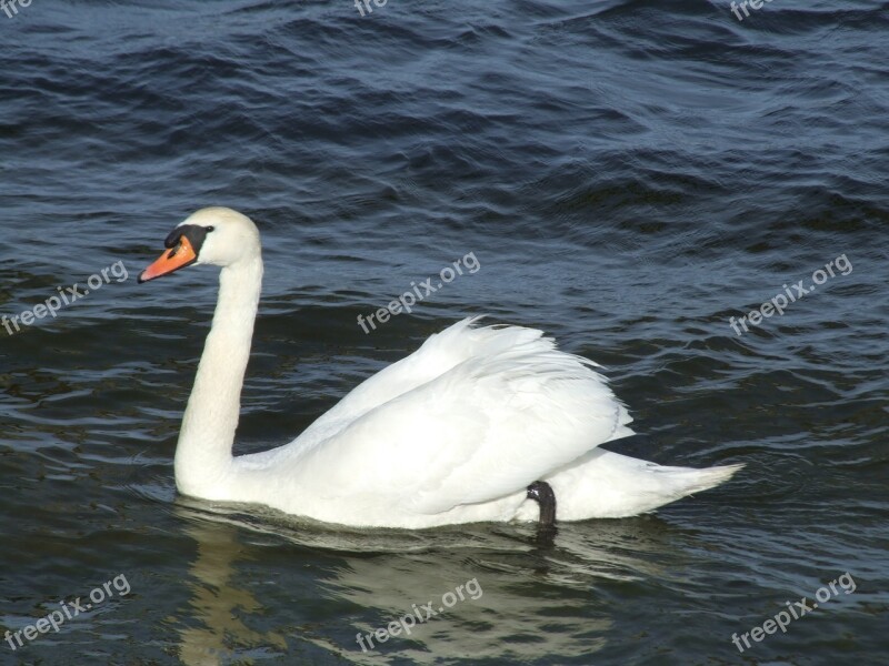 Swan Swimming Water Bird Wildlife