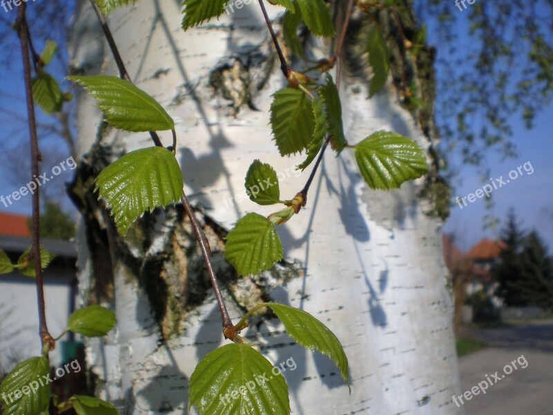 Birch Tree Tribe Leaves Green