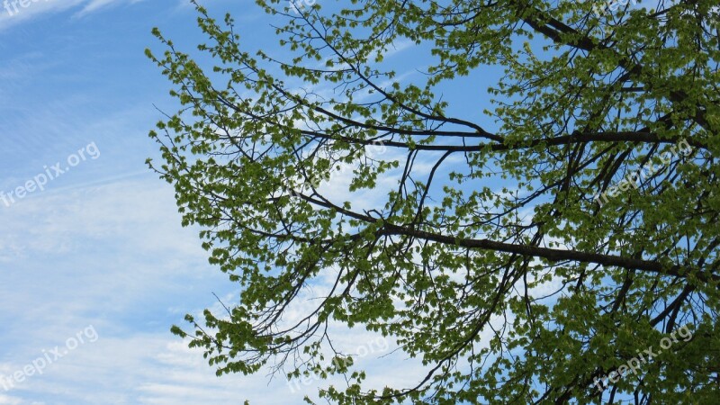 Branches Leaves Sky Green Spring