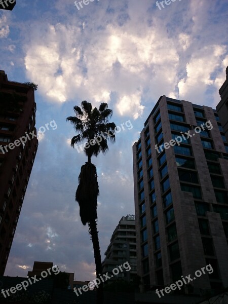 Clouds Sunset Palm Tree Backlight Santiago De Chile