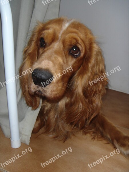 Animal Dog Pet Cocker Spaniel