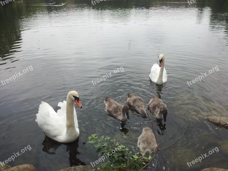 Swans Spring National Bird White Water