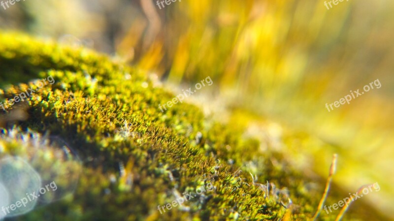 Moss Macro Light Backlight Background