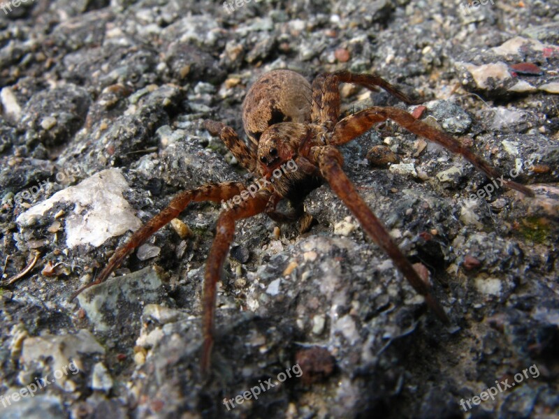 Spider Macro Arachnid Animal Nature