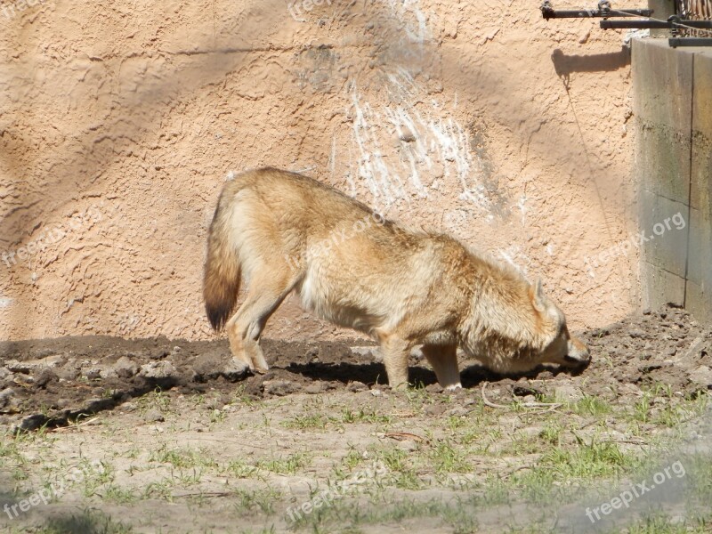 Gray Wolf Zoo Wolf Free Photos