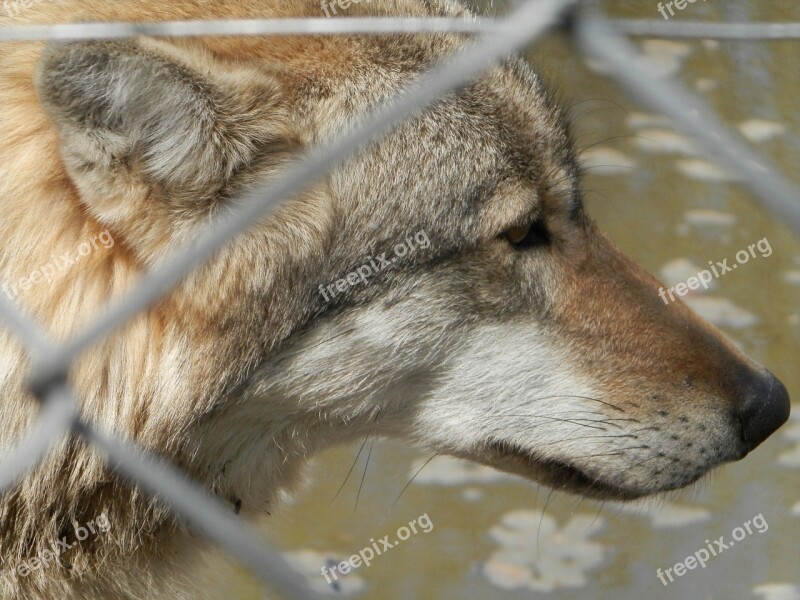 Gray Wolf Zoo Wolf Closed Grid