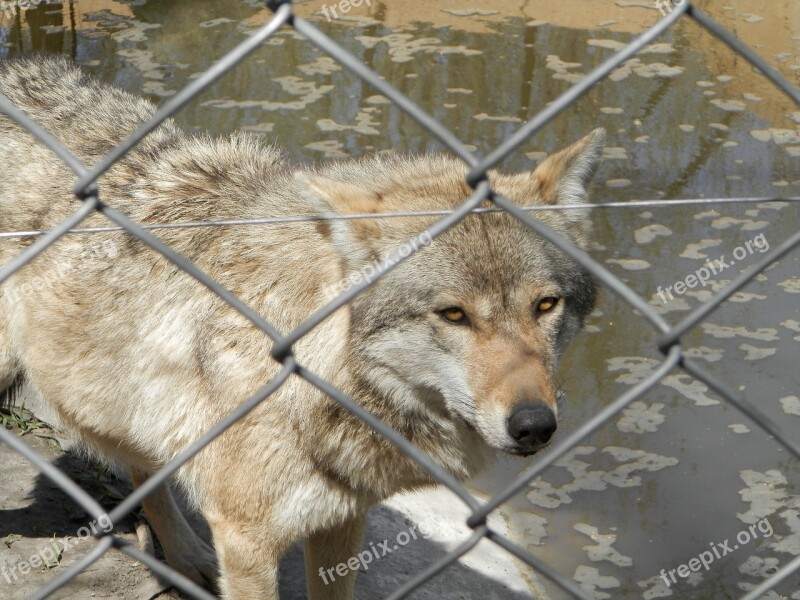 Gray Wolf Zoo Wolf Closed Grid