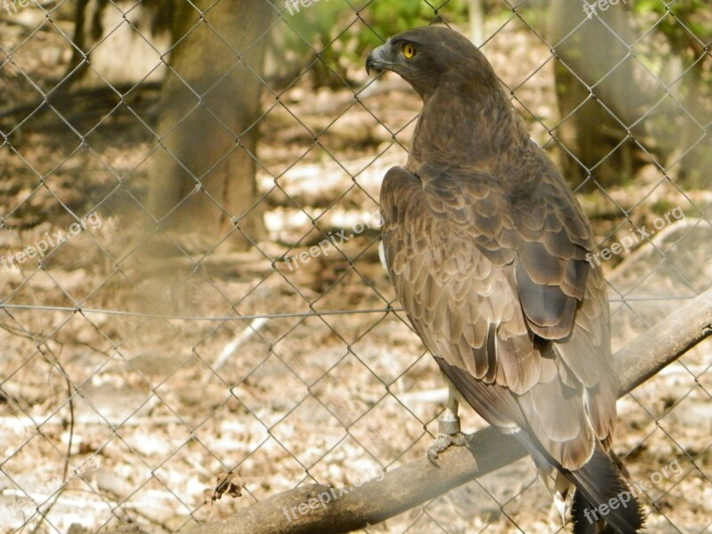 Osprey Bird Zoo Free Photos