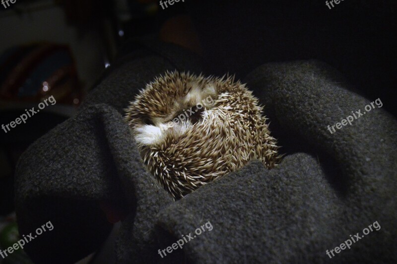 Hedgehog Sleeping Animal Cute Nature