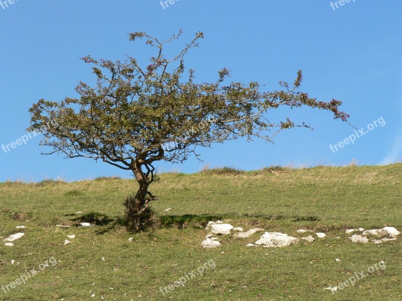 Tree Rugged Weathered Solitary Peak District