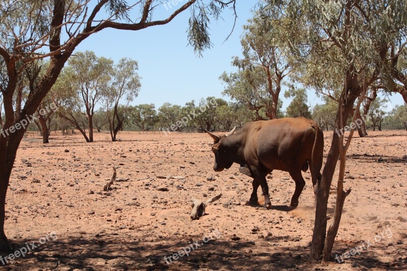 Drought Cattle Outback Country Cows