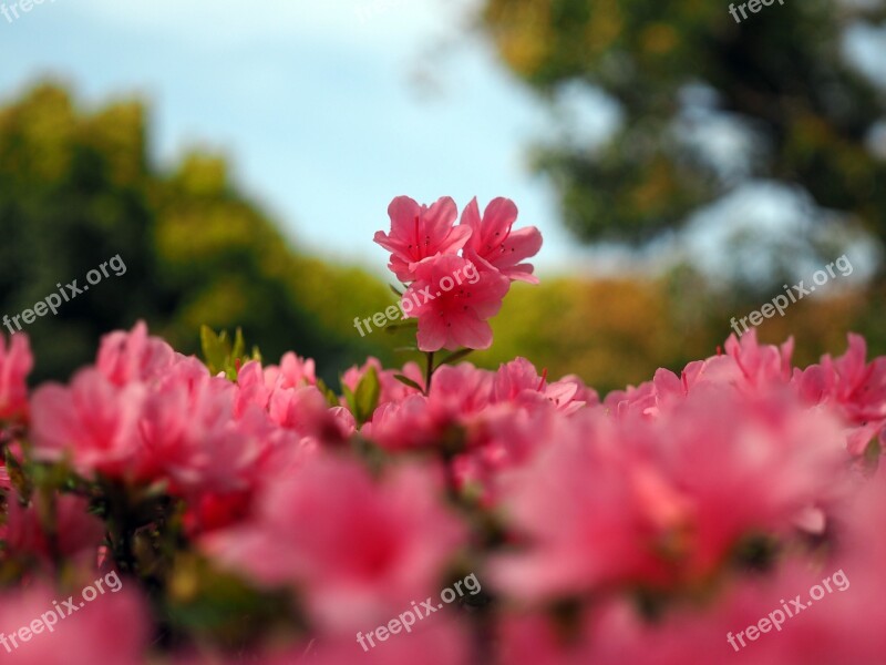 Azalea Plant Flowers Ericaceae Pink Flower