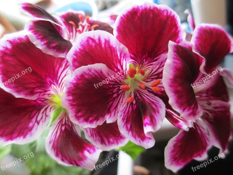 Pelargonium Pot Flowers Home Flowers Free Photos