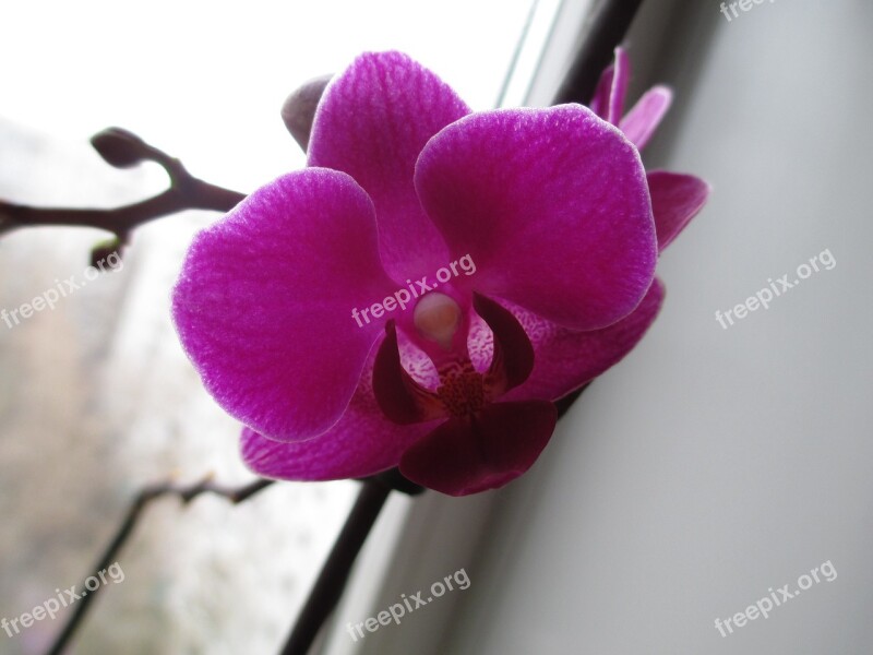 Phalaenopsis Pot Flowers Home Flowers Free Photos