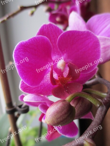 Phalaenopsis Pot Flowers Home Flowers Free Photos