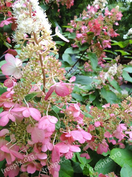 Hydrangea Perennial Pinky Winky Flowers Bloom