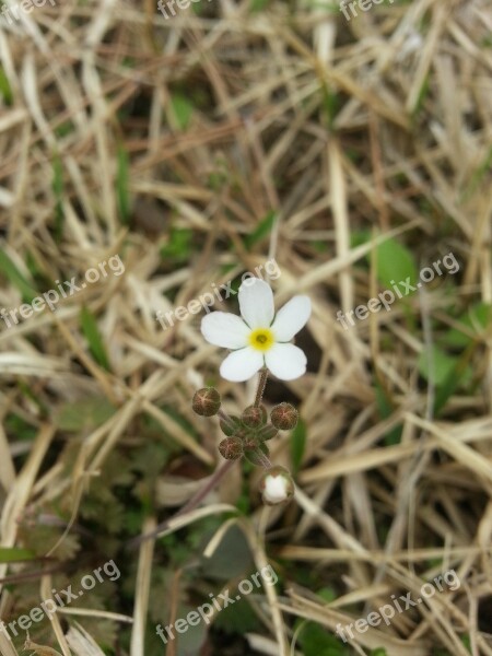 Bommatyi Flowers Copper Jangjamot Free Photos