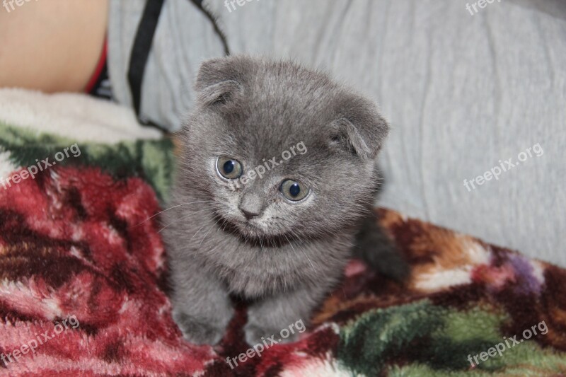 Kitten Cat Grey Persian Cat Free Photos