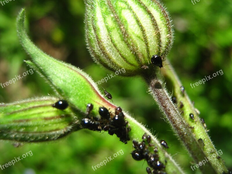 Aphids Plants Flower Nature Free Photos