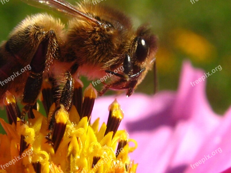 Bee Flower Insects Forage Pollinator