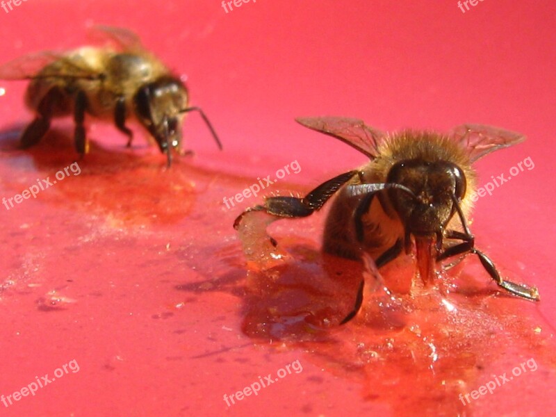 Bees Honey Apis Mellifera Honey Bee Insects