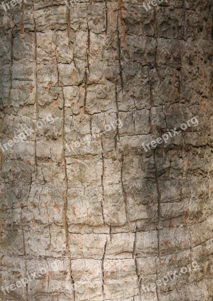 Texture Tree Pattern Nature Wood