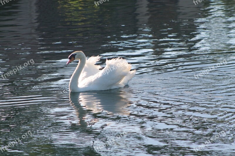 Swan Lake White Water Bird