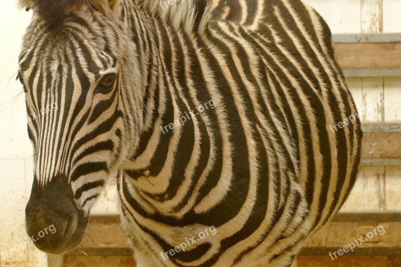 Zebra Animals Black And White Africa Crosswalk