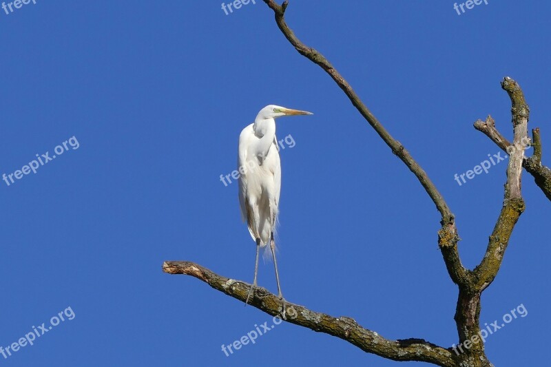 Heron Bird Birds Egret Bill