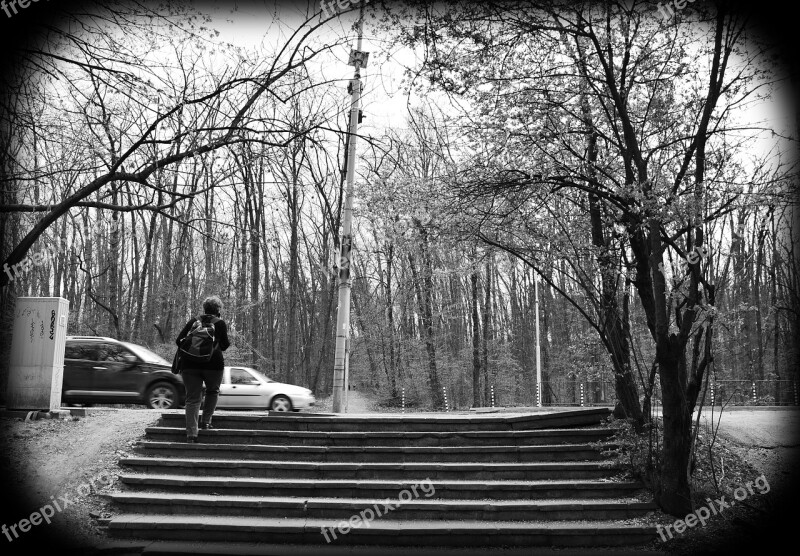 Walk Park Stairs Pedestrian Crossing