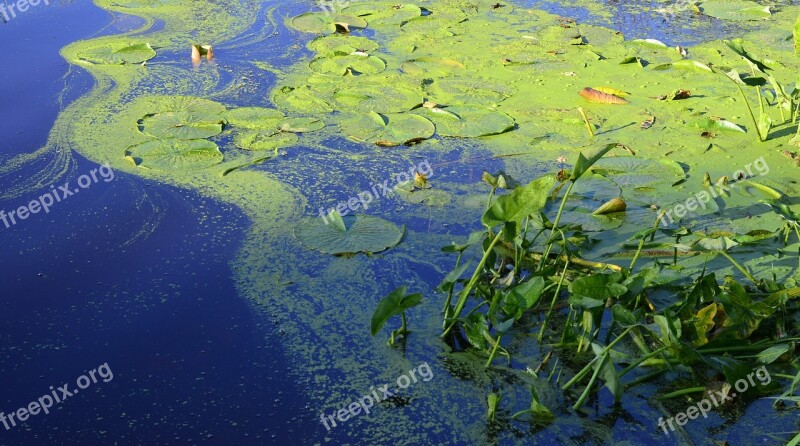 Green Blue Water Lilies Nature