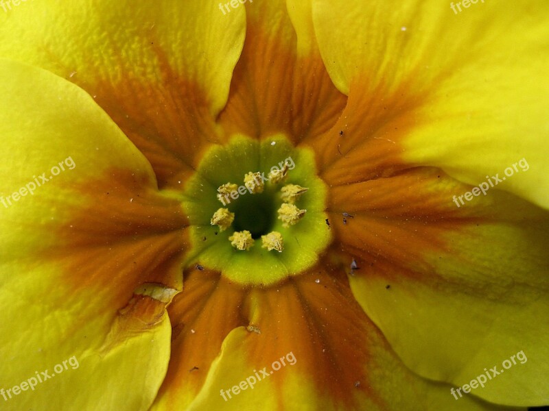 Blossom Bloom Yellow Spring Flower