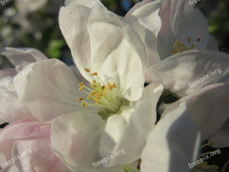 Apple Blossom Blossom Bloom White Bloom