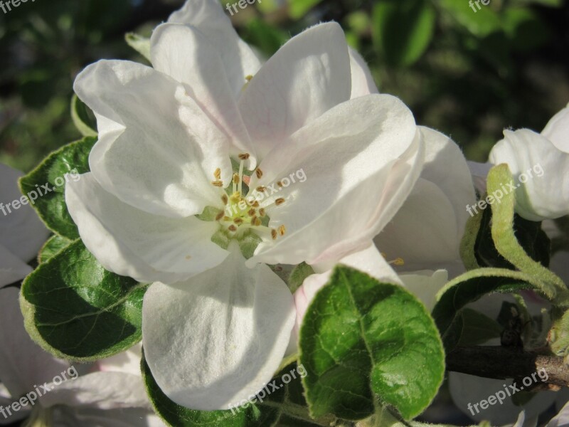 Apple Blossom Blossom Bloom White Bloom