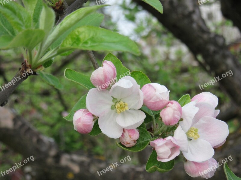 Apple Blossom Blossom Bloom Pink White