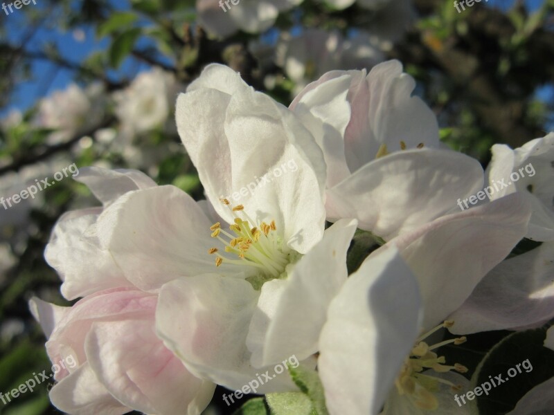 Apple Blossom Blossom Bloom White Bloom