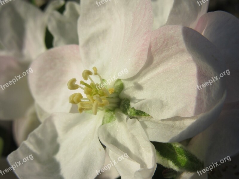 Apple Blossom Blossom Bloom White Bloom